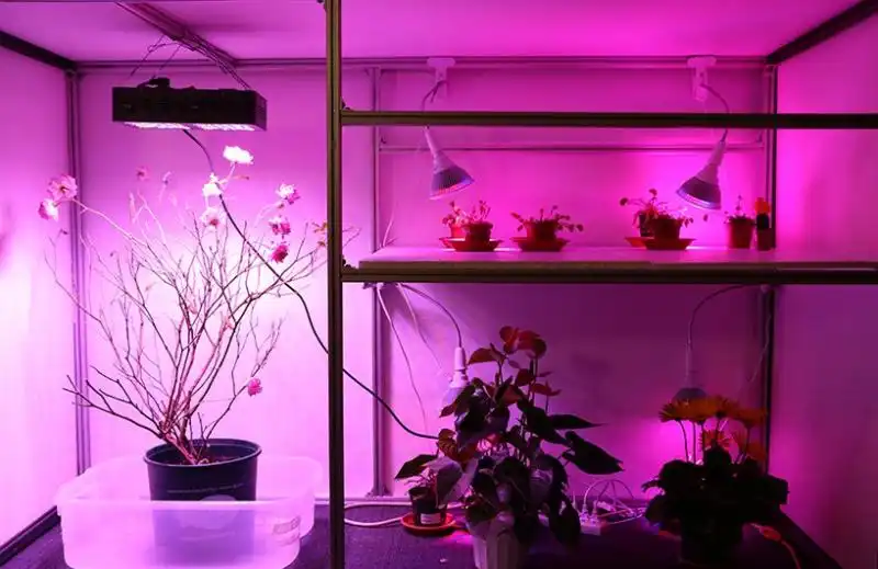 一种知道光线在哪里的植物机器人混合体